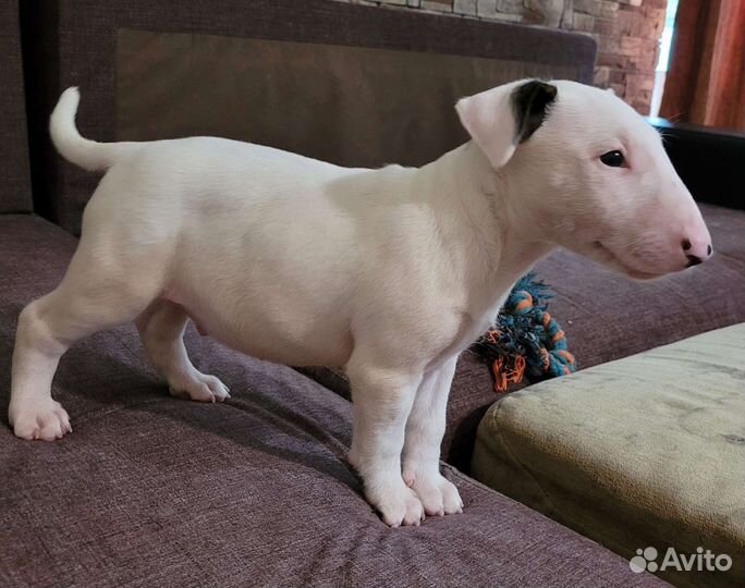 Сливочный круасанчик (бультерьер стандартный)