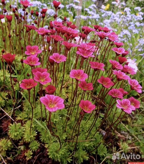 Флокс,примула, камнеломка, астранция, бадан, хоста