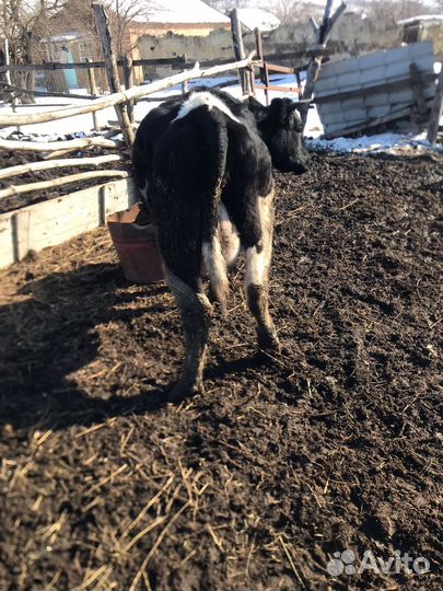 Коровы и телки стельные