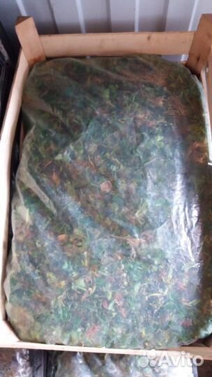 Рассада клубники предзаказ 2024 опт/розница