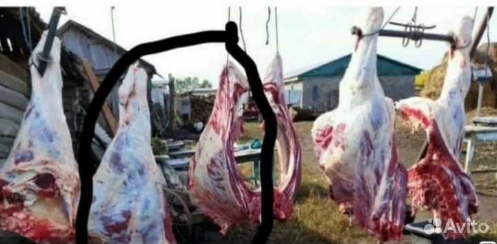 Мясо Телятина Халяль