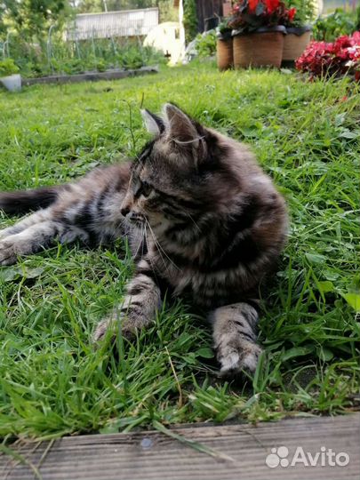 Кошечка в добрые руки