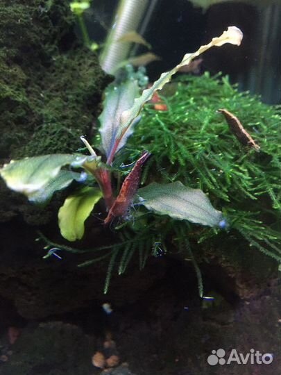 Живой корм для аквариумных рыбок, растения и сомы