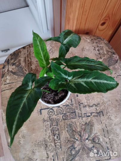 Сингониумы