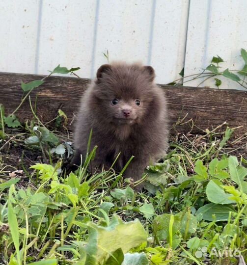 Померанский шпиц