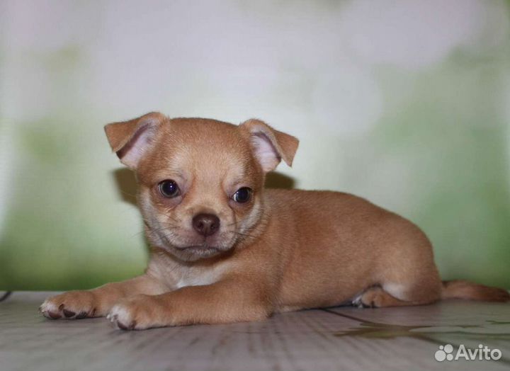 Малыш чихуахуа