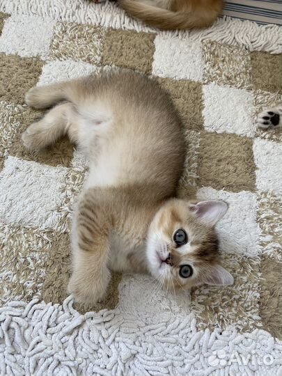 Шотландские котята