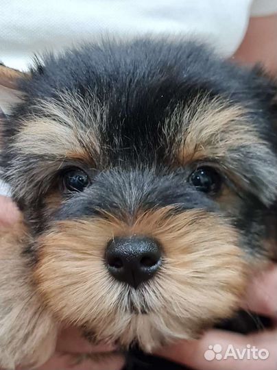 Йоркширский терьер мальчик и девочка