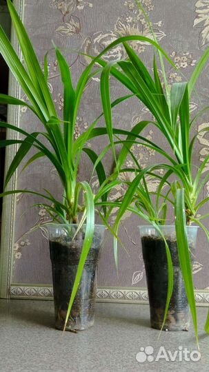 Панданус или пандан (Pandanus)