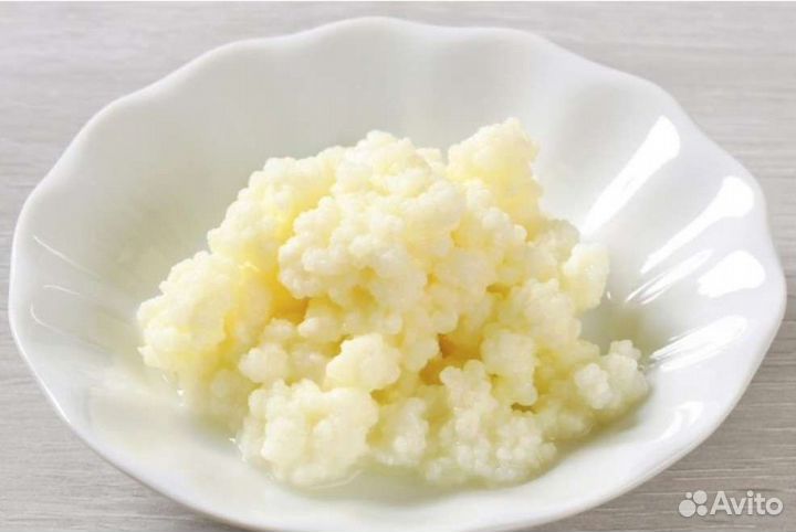 Тибетский (молочный, кефирный) гриб