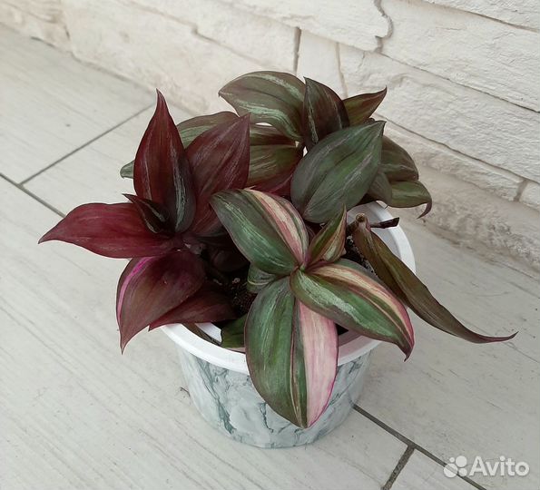 Традесканция кустовая нанук, пинк хилл, тайская