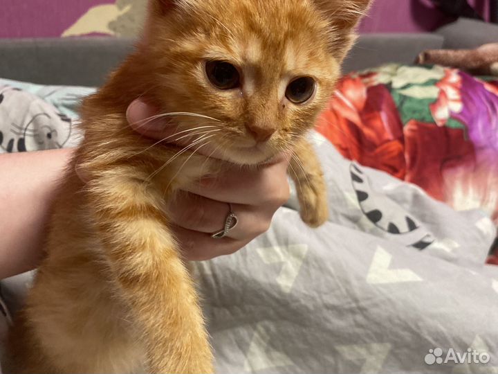 В дар рыжего котенка