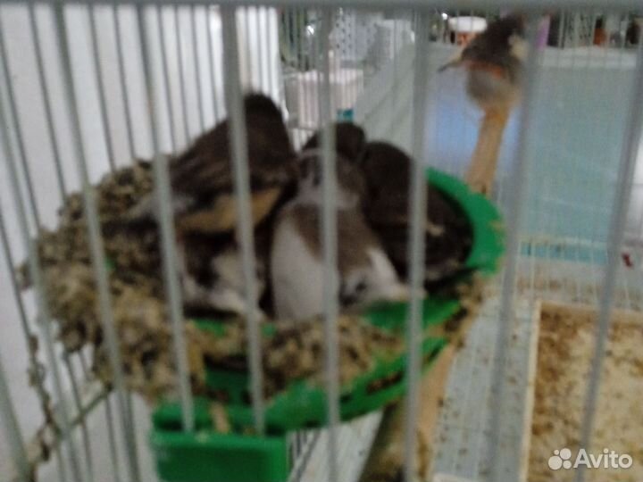 Рисовые амадины