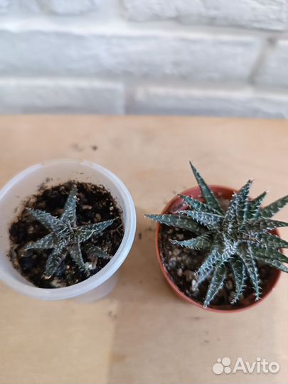 Суккуленты