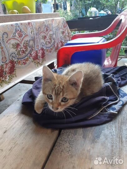 Котята русская голубая