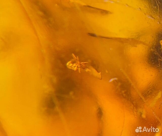 3 Инклюза - Небольшие комары, мошки / Окаменелости