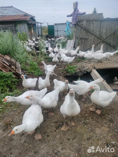Продам гусей, мясом и живым весом 200 шт