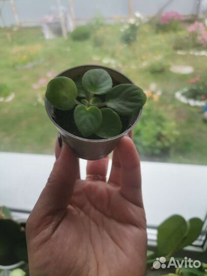 Детка Фиалки