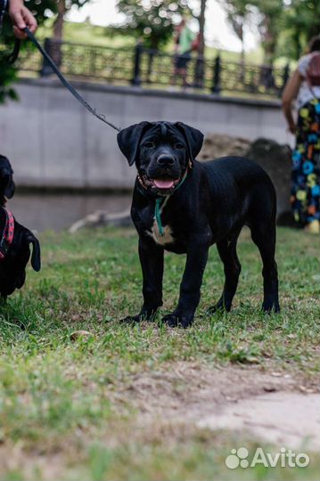 Собаки щенки