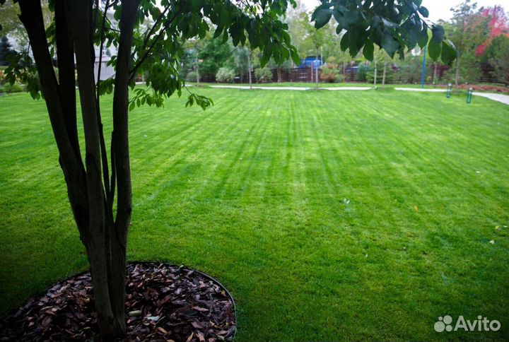 Семена газонной травы