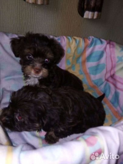 Щенки йорка