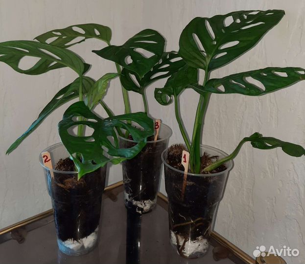Филодендроны