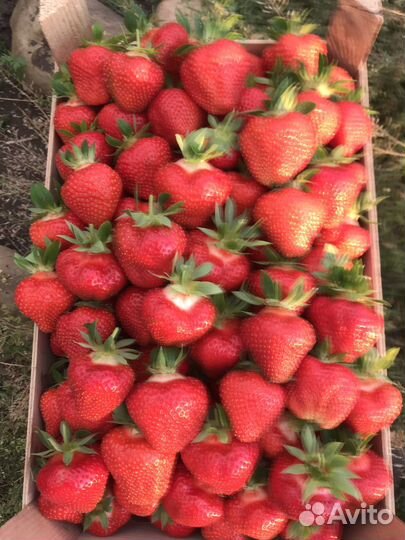 Рассада клубники воздушка априка