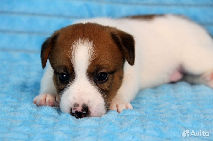 Джек Рассел терьер