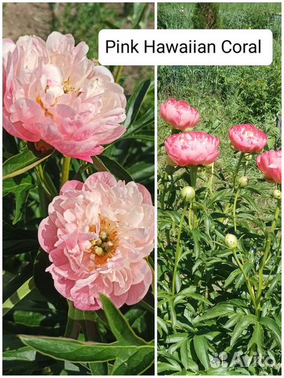 Пионы саженцы корни 1