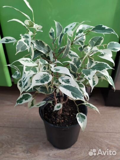 Замиокулькас Зензи фикус Бенджамин