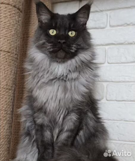 Мейн-кун котики на вязку