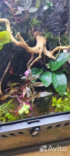 Полюдариум/ террариум с крабами