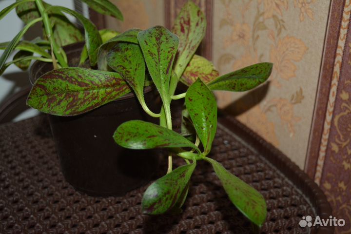 Комнатные цветы - Рео, Хлорофитум, Гемантус