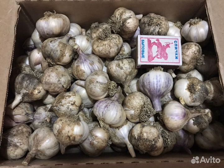 Продам чеснок