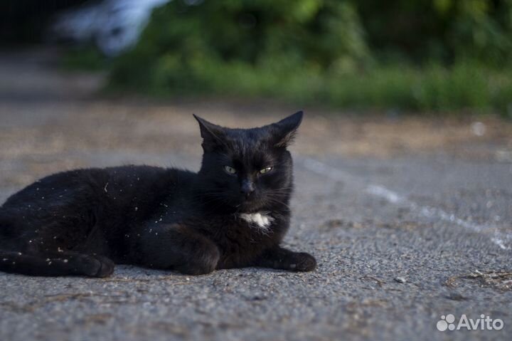 Nikon D3100 + объектив Гелиос-81н