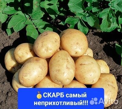 Семенной картофель картошка на посадку лучшие сорт