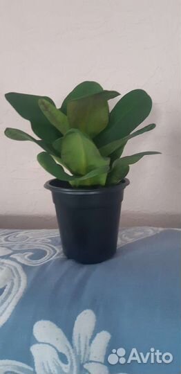 Молочай белый