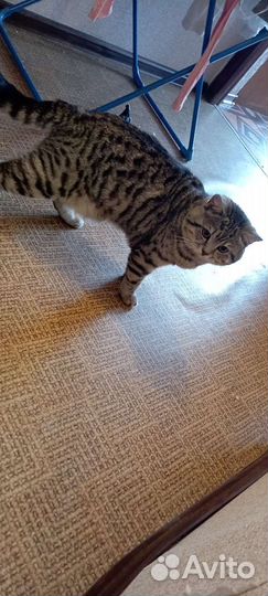 Кот для вязки