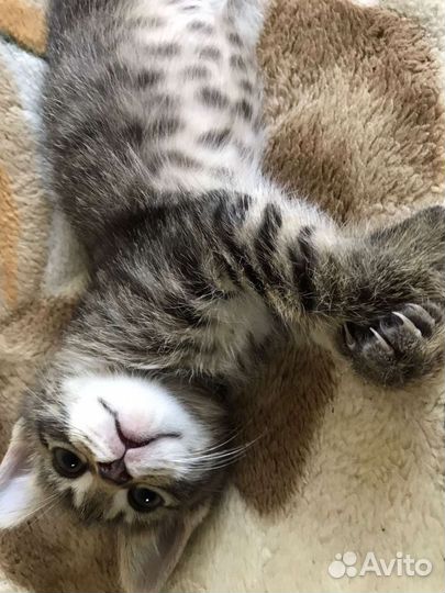 Кошки в добрые руки бесплатно