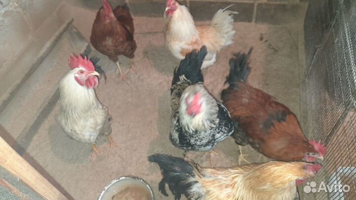 Петухи