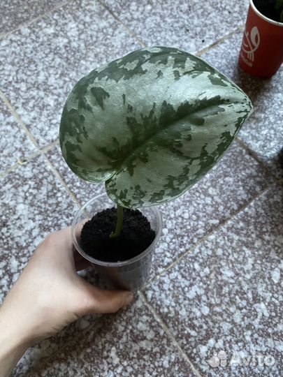 Комнатные растения