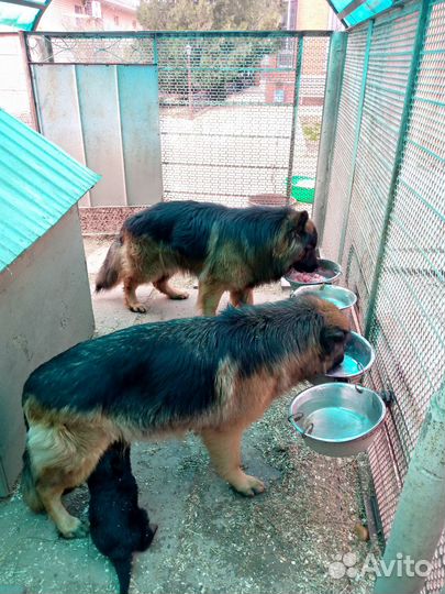 Немецкая овчарка