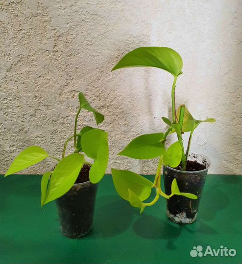 Монстера, сциндапсус неон, экзотика