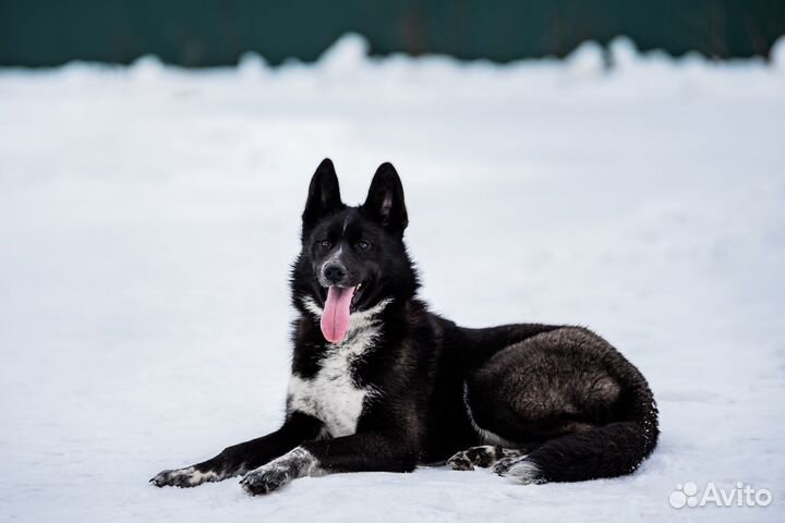 Лайка Ночка, в добрые руки