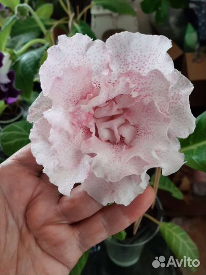 Глоксиния махровая