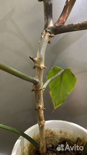 Филодендрон краснеющий