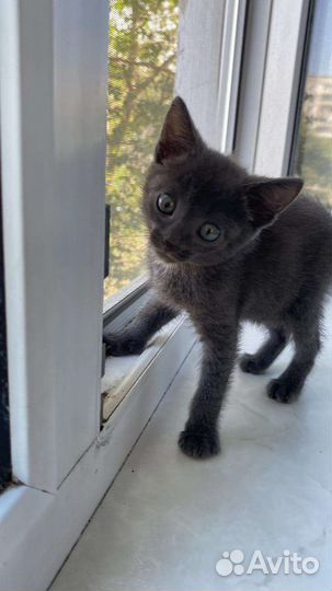 Котёнок дымка