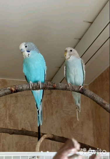 Волнистые попугаи