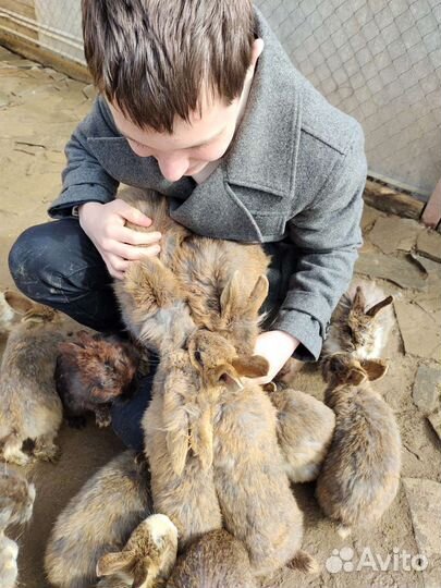 Передержка животных