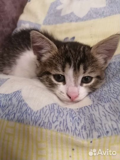 Котёнок девочка в дар бесплатно